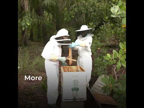 Women in beekeeping: breaking stereotypes while adapting to climate change