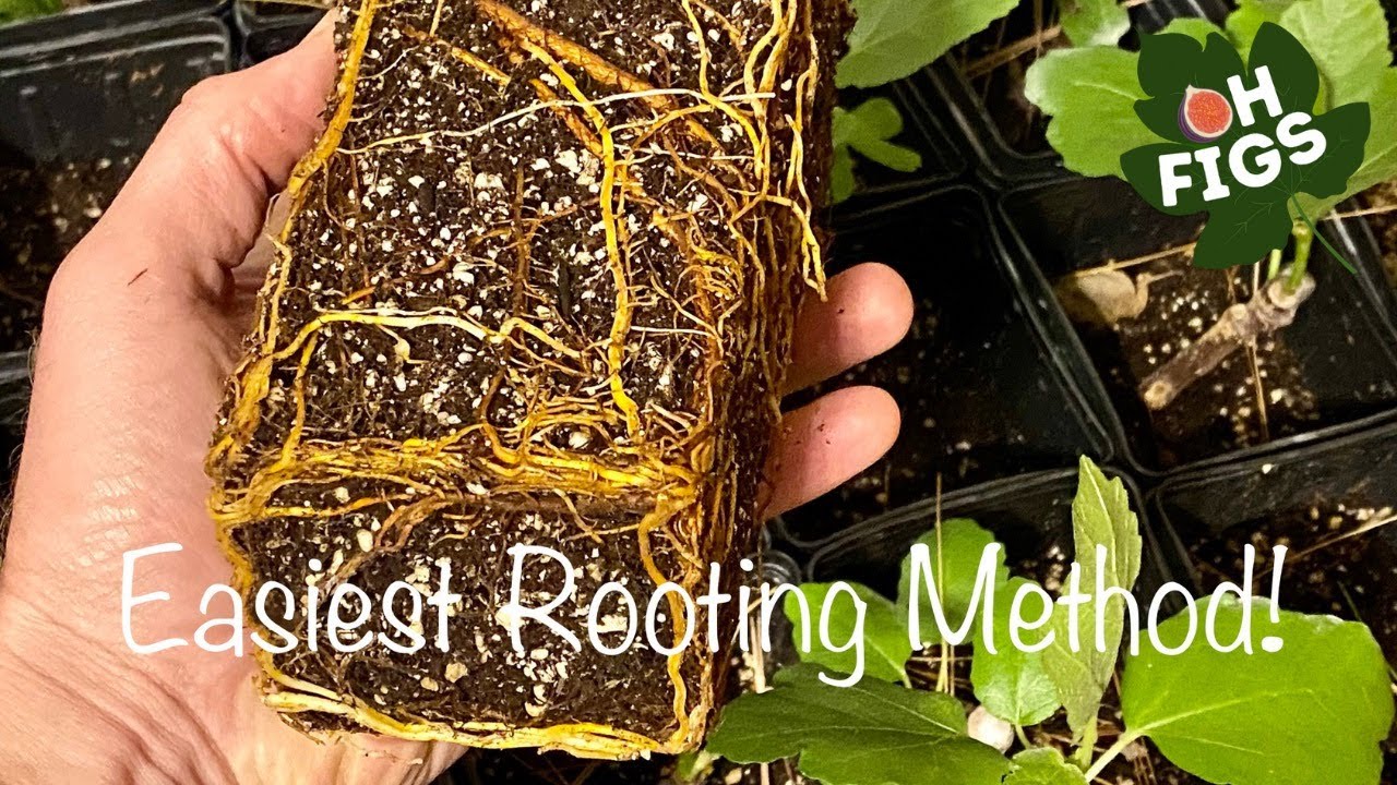 How To Root Fig Cuttings Simplest Method! YouTube