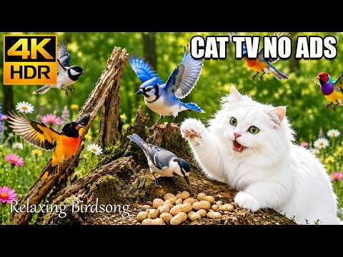 CAT TV Paradise 🐦 Sweet Bird Songs and Flying Wings for Curious Cats 🐥 4K HDR Nature