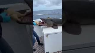 Giant Fish Inhales a Whole Chicken! 😱🐟 #aigenerated #fishing #marinemystery #aihorror