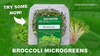Broccoli Microgreens In Rochester NY by Rochester Microgreens 91 views 7 months ago 20 seconds