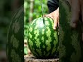 Tarbuja ki cutting #feedshorts #trendingshorts #viral #yrfmusic #feed #feedshorts