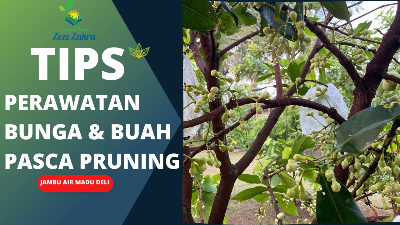 Jambu Air Madu Deli Hasil Pruning Berbuah Lebat