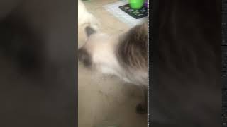 Video of adoptable pet named Siamese Boy Kai