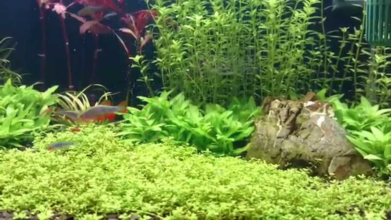 DANIO PERŁOWY - Razbora Galaxy - Celestichthys margaritatus - Danio margaritatus