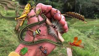 Playing poisonous hairy caterpillar‼catch big grasshoppers, snakes, shield bugs, spiders, dragonfly