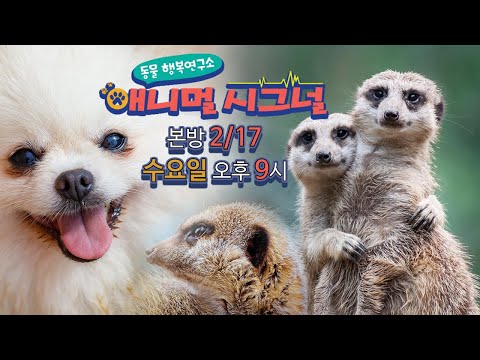 (본방 2/17 수 밤 9시) [동물 <strong>행복연구소</strong> - 애니멀 시그널] 1회 / YTN 사이언스