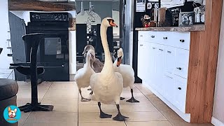 видео: Эта лебединая семья возвращается на 6 лет... То, что они делают, растопит ваше сердце картинка: Эта лебединая семья возвращается на 6 лет... То, что они делают, растопит ваше сердце