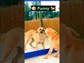 He thought it was another dog... 🤫🐶🤣 #shorts #funnyanimals #dogvsmirror #usa