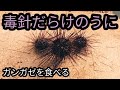 毒うに軍艦!ガンガゼを捕って食べる