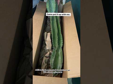 Video: Cactus cereus peruviano: cura, foto