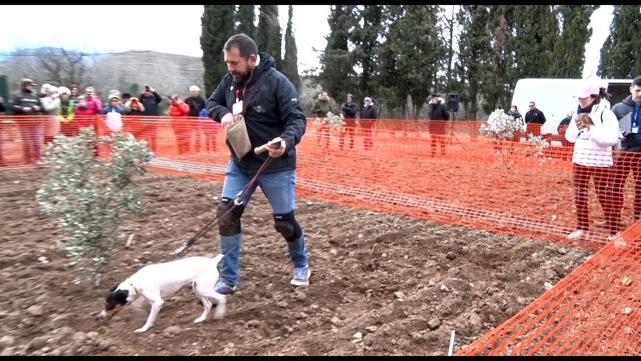 FINAL DEL IV CONCURSO NACIONAL DE PERROS TRUFEROS DE LA SIERRA DEL MONCAYO ( VERA DEL MONCAYO )