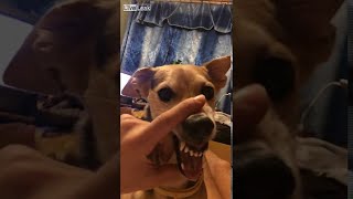 La La La Dog - Sebbel