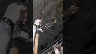 Net Buddy Saves Musky Lives