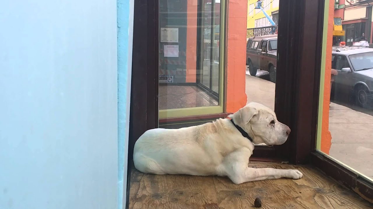 Rocky Moaning/yawning Dog/Polarbear YouTube