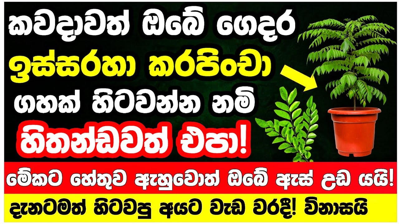 🔴කරපිංචා පිලිකාකාරකයිද? ව්‍යාංජන වලට දාන්න එපාද? විනාශයි! මේ වැරැද්ද කරන්න එපා! කරපිංචා රහස්