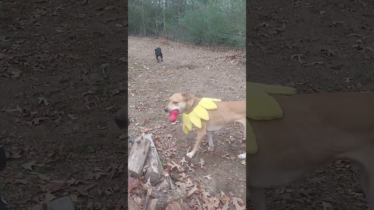 Remi and Kimber O'brothers