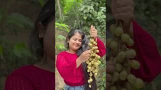Do You Know This Fruit? Y Langsat Gadiguda