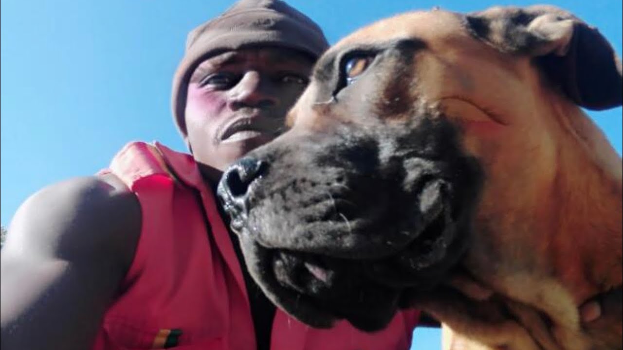 Boerboel dog on duty! Best guard dog! YouTube