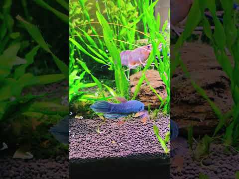 🔥 BETTA ANTUTA 🔥 #bettafish #betta #aquarium #fishtank #fishaquarium #aquascape #aquariumfish #wild