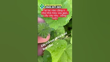 cây cối xay chữa ù tai , điếc tai  caycoxxay