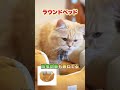 【夏にオススメの猫ベッド５選！】冷感でひんやり涼しいベッドから子猫も使えるベッドもご紹介！#shorts