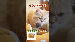 【夏にオススメの猫ベッド５選！】冷感でひんやり涼しいベッドから子猫も使えるベッドもご紹介！#shorts