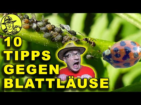 Video: Läuse vorbeugen – 10 Schritte (mit Bildern)