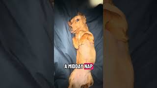 Bubbles takes a nap #shorts #funny #dog #naptime #cute