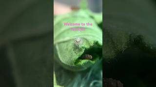 Part 2: Welcome our new friends! #shorts #jumpingspider #tinyfriends #airbnb #animal #rose