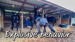 Hard to handle mules and horses!! Picking up feet and leading… #132