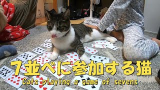 Cats participating in a card game【Rescued cat】 screenshot 3