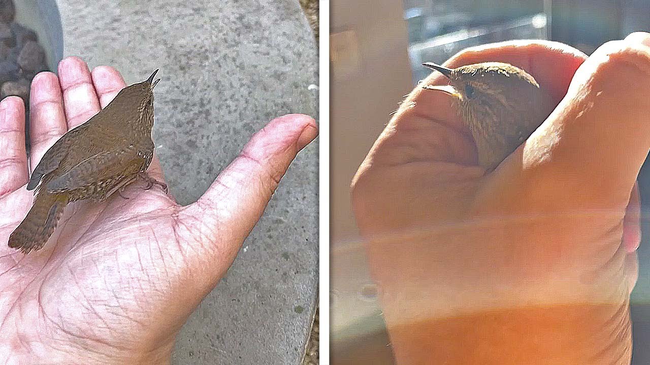 Bird Get Trapped Inside House! Rescued By Homeowner! YouTube