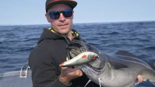 A in Lofoten - Topwater coalfish and halibut fishing