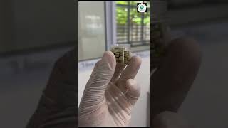 Project Pembuatan Tablet Hisap Ekstrak Daun Kelor (Moringa oleifera)_SMK Abdurrab Pekanbaru #shorts