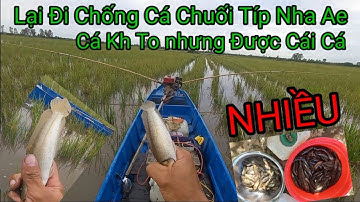 Đẩy côn mùa nước, Máy chống cá chuối (Tổng Hợp)