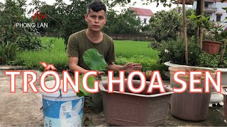 Top 13 cách làm đất trồng sen trong chậu hay nhất năm 2022