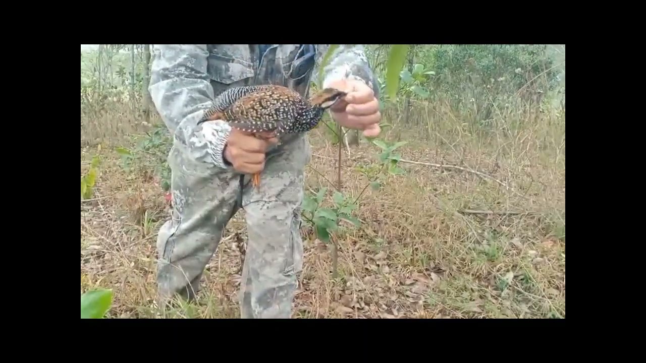 Tiếp tục cận cảnh thu phục e chim đẹp gáy tốt 🥰