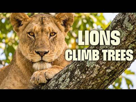 When the King Disappears, a Lioness Must Lead | FULL DOCUMENTARY | The Lion Tree