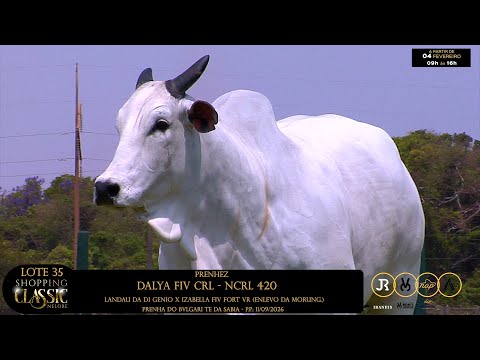 LOTE 35   DALYA FIV CRL