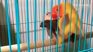 SUARA LOVEBIRD KAWIN AMPUH UNTUK PANCINGAN LOVEBIRD AGAR CEPAT BIRAHI !!!