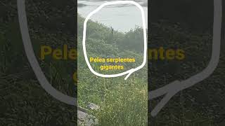 Pelea Serpientes Gigantes