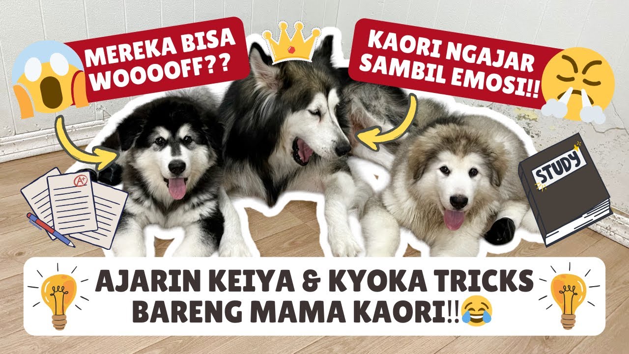 AJARIN KEIYA & KYOKA TRICKS BARENG MAMA KAORI‼️😂 MEREKA BISA WOOF⁉️🤔