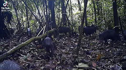 QUEIXADA VS ONÇA PINTADA | SELVA #short #shorts