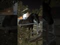 خيل Arbianhorse Horse اكسبلور خيول