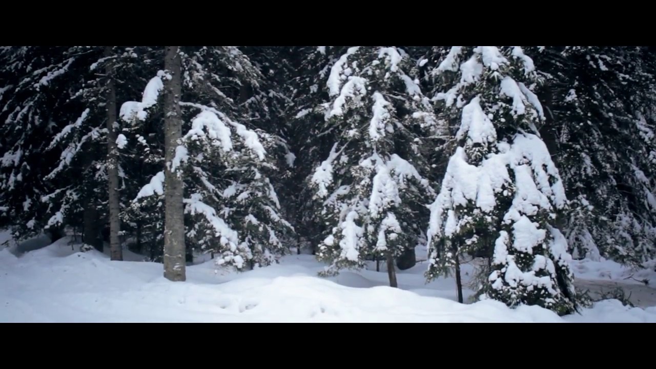 Zima w Polsce 2017 - lasy, ośnieżone choinki, Beskid Sądecki - Krynica-Zdrój