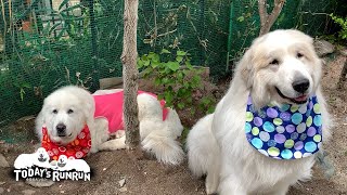 シャンプーって何だっけ？首をかしげるアランです　Great Pyrenees　グレートピレニーズ