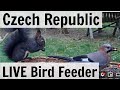 LIVE birds from the Czech Republic! [12+ species observed daily]