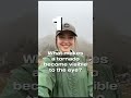 What makes a tornado become visible to the eye?  #quiz #quizgames #facts