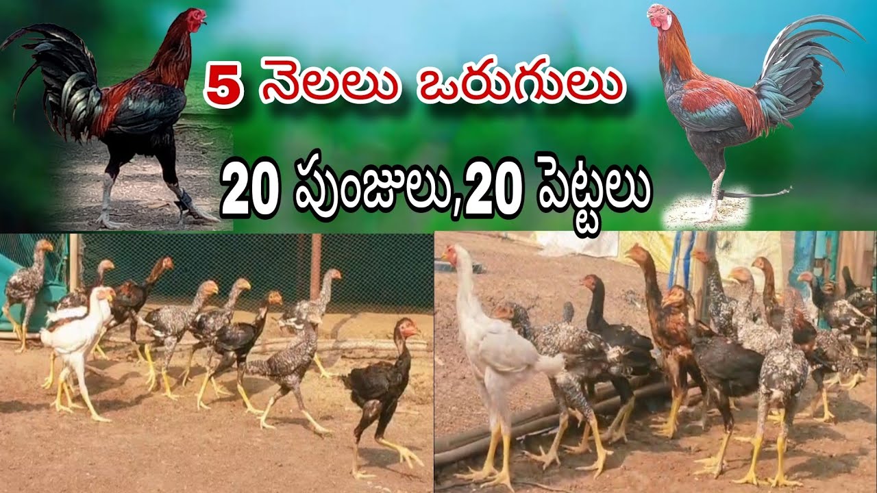#KVR BREEDES#6305553769#bhimavaram chicks#peru cross chicks#chicks#patta punju#birds#chicken#viral
